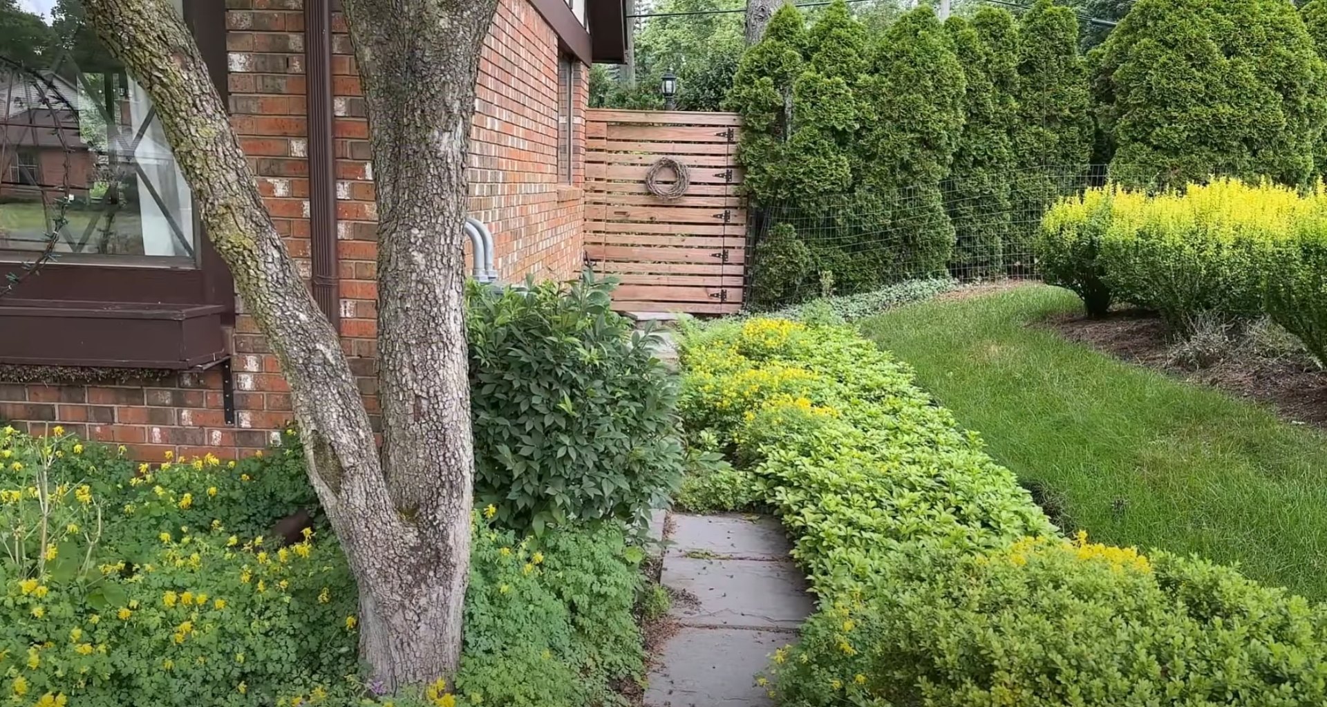 Beautiful landscaped backyard with lush green lawn and professional plantings in Pflugerville