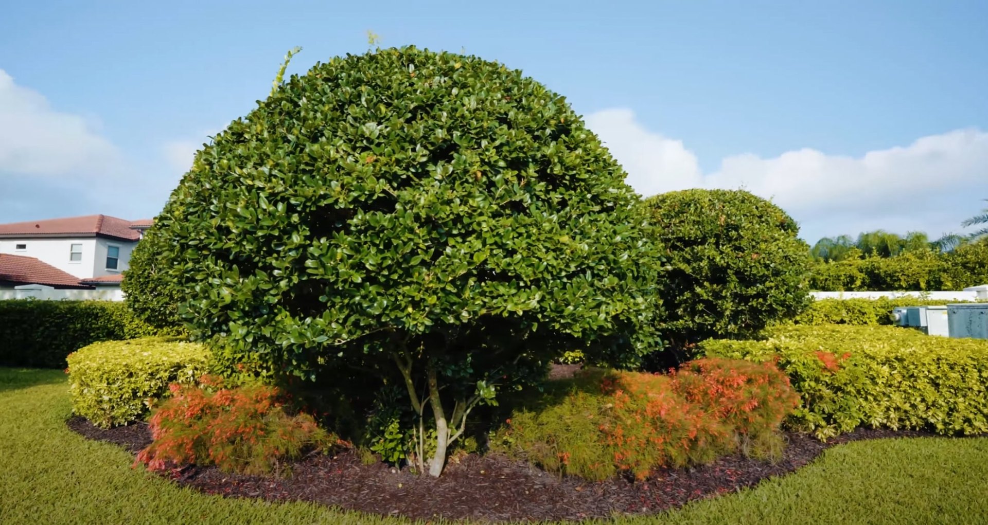 Expert landscape maintenance showcasing mature tree care and precision shrub pruning Beautifully maintained landscape with mature trees and professional shrub trimming