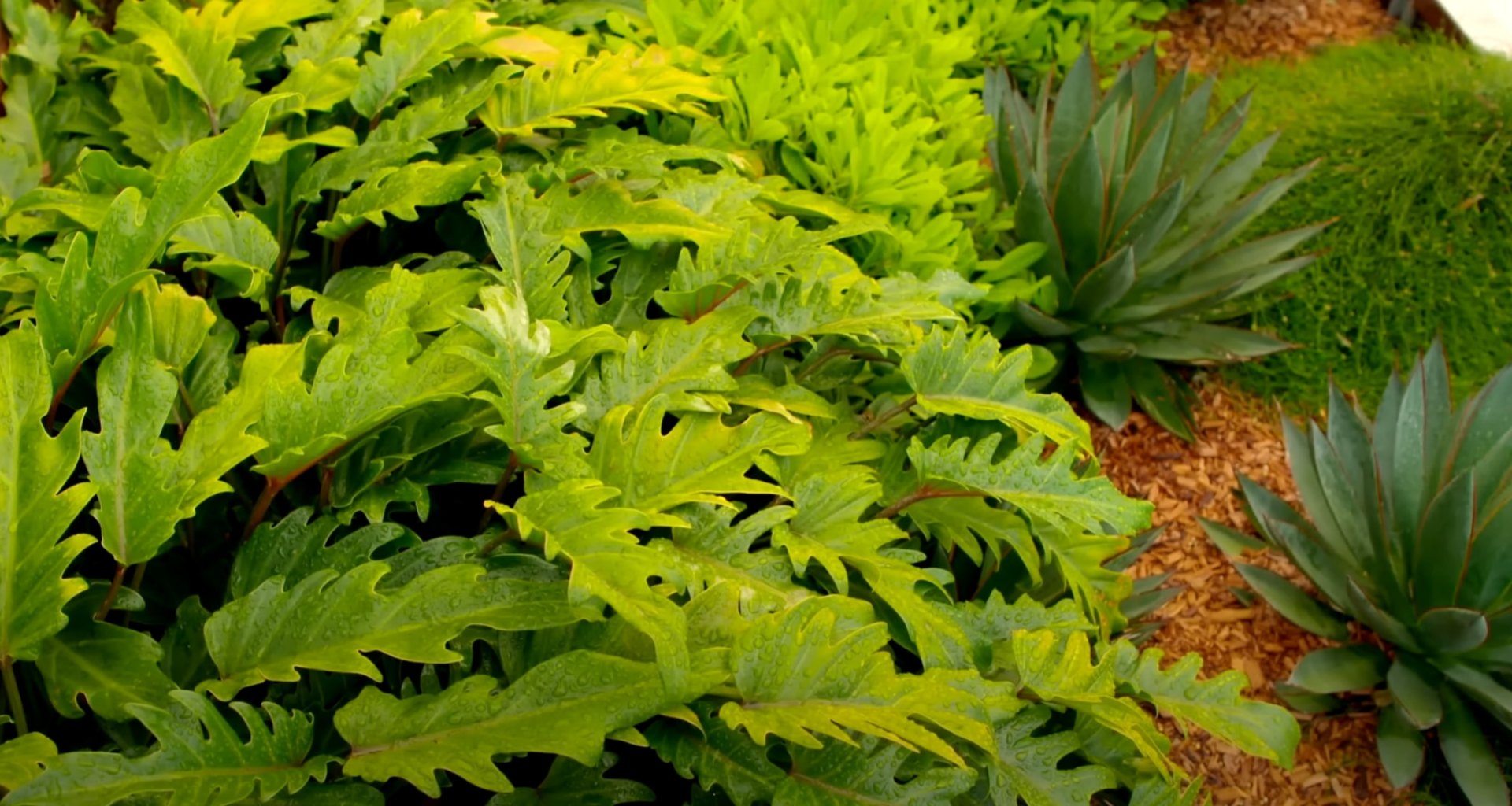 Lush tropical plantings with varied textures and architectural plants
