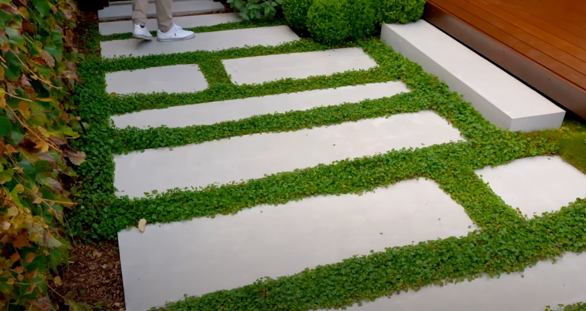 Contemporary stepping stone pathway through lush green groundcover