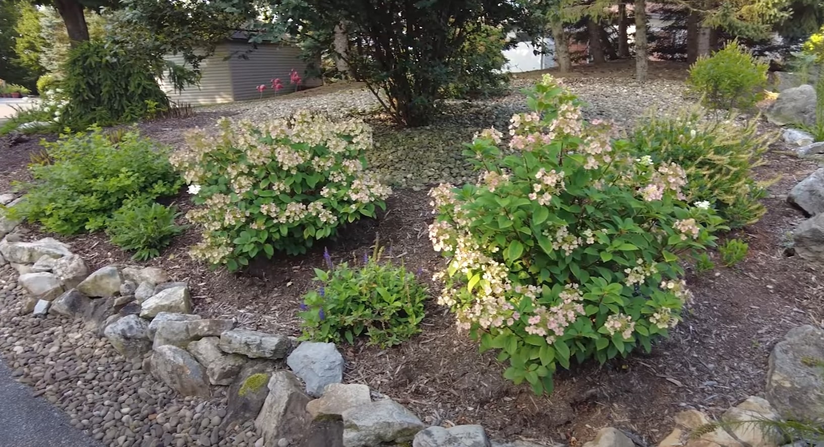 Well-maintained landscape bed with flowering hydrangeas and natural stone borders